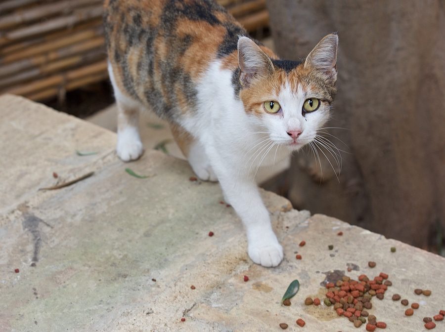 Füttern von wilden Tauben und Katzen - Unterlassungsanspruch des Vermieters