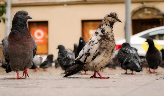 WEG – Verstoß gegen Taubenfütterungsverbot durch Sondereigentümer