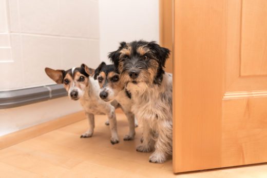 Hundehaltung – Anspruch auf Haltung von mehreren Hunden in Wohnung?