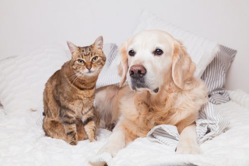 Generelles Hunde- und Katzenhaltungsverbot in einem Formularmietvertrag zulässig?