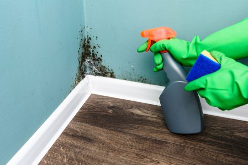 Mietvertragskündigung wegen Zahlungsverzugs bei Mietminderung wegen Schimmelbildung