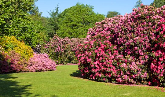 WEG – Rhododendron-Büsche