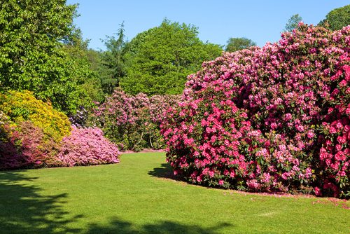 WEG - Rhododendron-Büsche