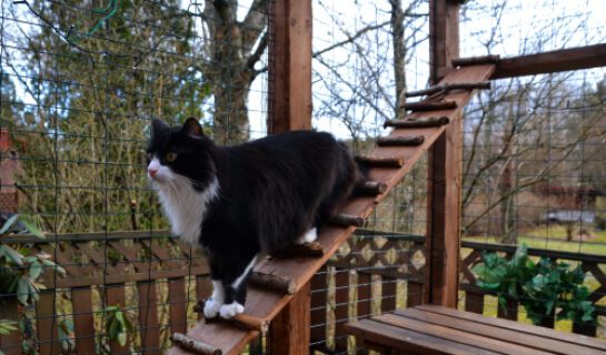 Katzentreppe zum Balkon – Unterlassungsanspruch des Vermieters?