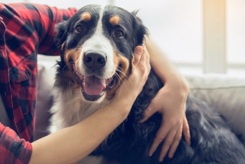 Wirksamkeit eines Hundehaltungsverbotes in Mietvertrag