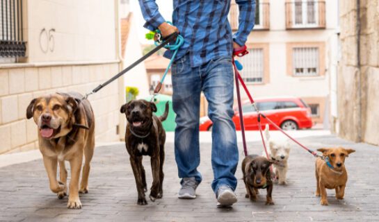 Wohnungseigentumsanlage – Leinenzwang für Hunde zulässig?