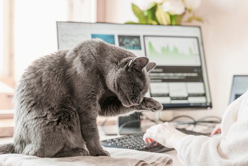 Katze in Mietwohnung erlaubt - Netze am Balkon ebenfalls