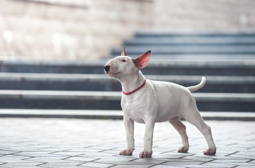 Tierhalteklausel in  Wohnraummietvertrag - Haltung eines Miniatur-Bullterriers