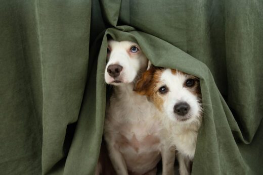 Genehmigung der Haltung eines zweiten Hundes in einer Mietwohnung