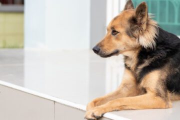 Mietvertragsklausel über Tierhaltungsverbot mit Entziehungsmöglichkeit für Hundehaltungserlaubnis