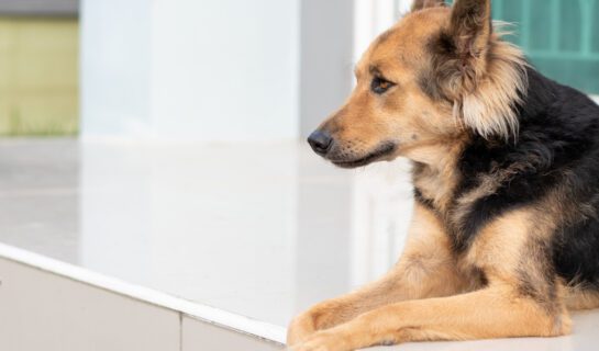 Mietvertragsklausel über Tierhaltungsverbot mit Entziehungsmöglichkeit für Hundehaltungserlaubnis
