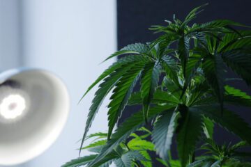 Fristlose Mietvertragskündigung wegen Aufbewahrens von Marihuana in Wohnung
