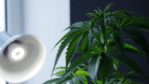 Fristlose Mietvertragskündigung wegen Aufbewahrens von Marihuana in Wohnung
