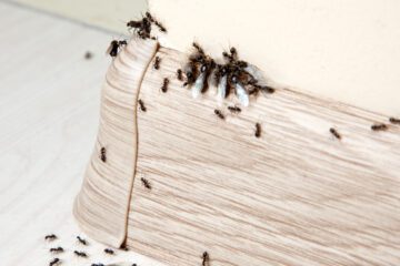 Mietmangel – geringer Insektenbefall – Mietminderung?