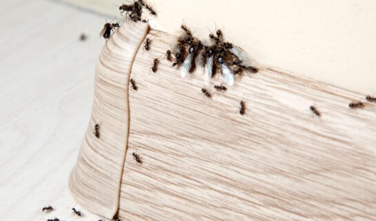 Mietmangel – geringer Insektenbefall – Mietminderung?