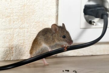 Mietminderung wegen Mäusebefall