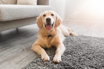 WEG – Beschluss über Hundehaltungsverbot wirksam?