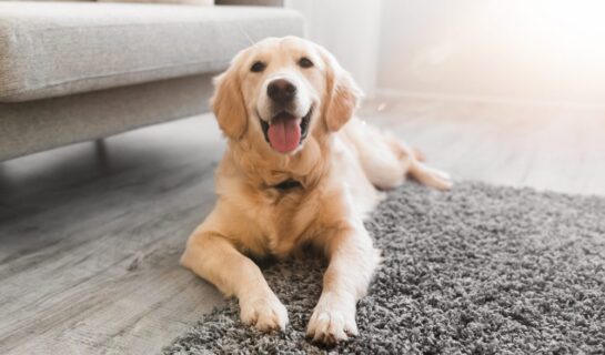 WEG – Beschluss über Hundehaltungsverbot wirksam?