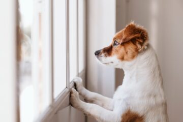Hundehaltungsverbot gegenüber Mieter von Ferienwohnungen zulässig?