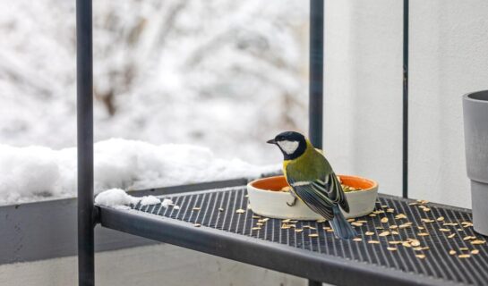 Mietrechtlicher Unterlassungsanspruch gegen das Füttern von Vögeln auf dem Balkon