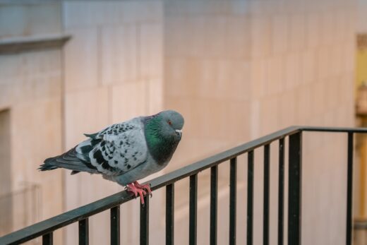 Taube auf Balkon